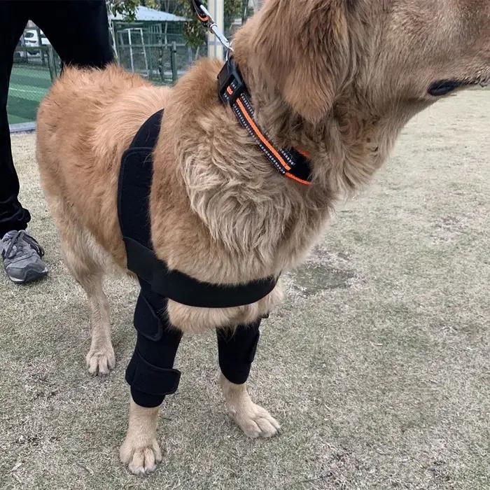 Le coussinet de protection du coude pour chien convient au soutenir l'humidité