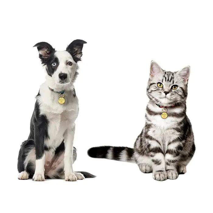 KIYUE étiquette d'identification nom personnalisé Anti-perte gravé enregistrement Tel chat chiot