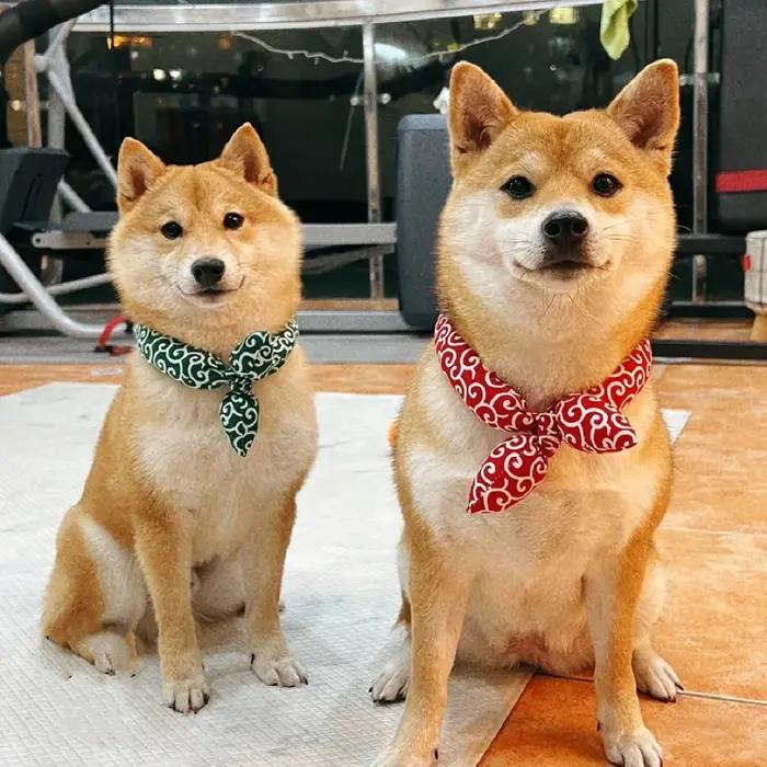 Bandanas élégants en élasthanne pour chiens Akita Shiba, cravates et nœuds papillons en coton pour chiens, accessoires mode pour animaux de compagnie blanc rouge noir vert