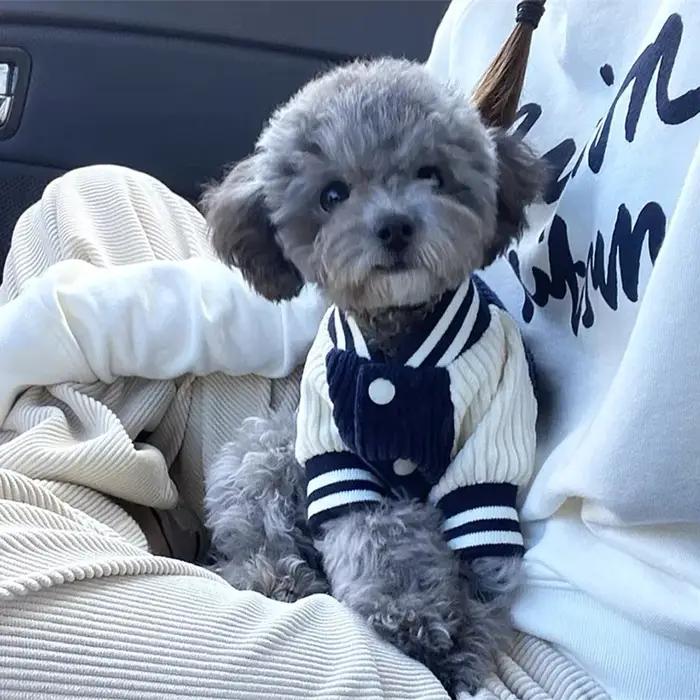 Vestes de Baseball brodées pour animaux de compagnie