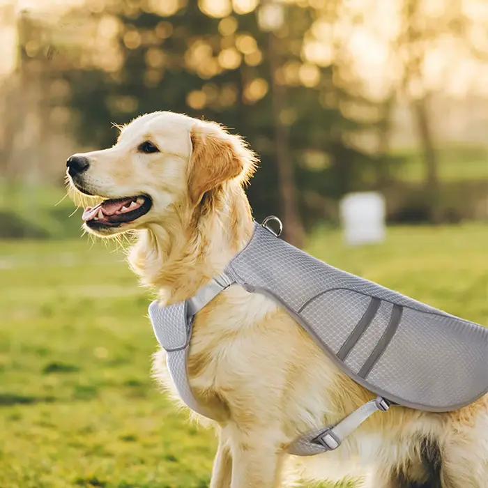 Gilet rafraîchissant pour chien