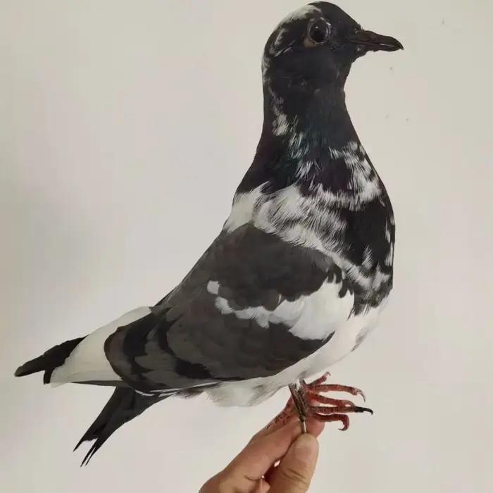 Support de taxidermie de Pigeon hyper-réaliste-échantillon réaliste pour la décoration intérieure, s