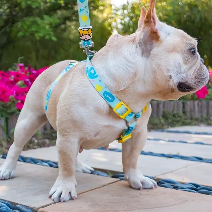 Ensemble de harnais et laisse pour petits chiots en nylon personnalisable pour promenades en toute saison pour chiot occasions spéciales