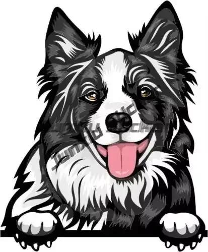Autocollants d'art pour Border Collie dessin animé à offrir pour chien propriétaire chiot décoration de pare-brise voiture pare-chocsintérieur voiture occa