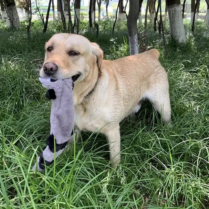 Jouets en peluche mignons pour animaux de compagnie
