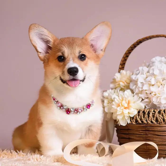 Collier de luxe en pierres précieuses pour chien et chat
