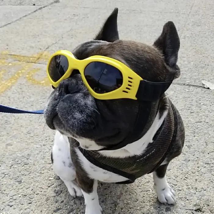 Lunettes de soleil réfléchissantes pour petits chiens et chats