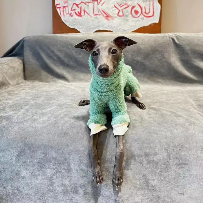 Vêtements d'hiver pour chiens souriants double face