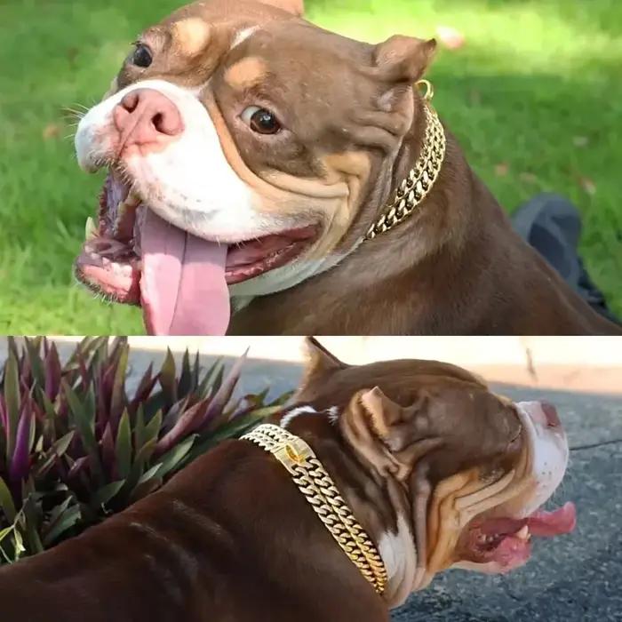 Collier de chaîne pour chien en or avec chaîne à Double rangée robuste