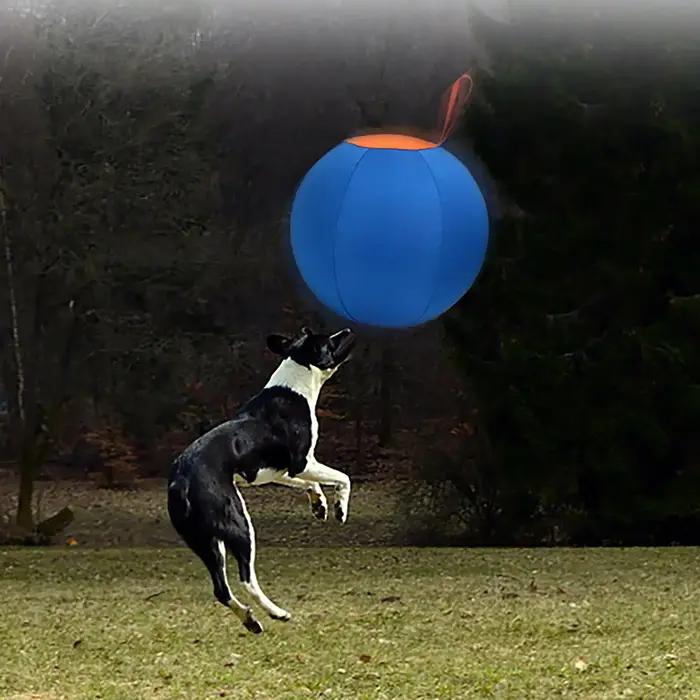 Jouet de dressage pour chiens : balle d'entraînement