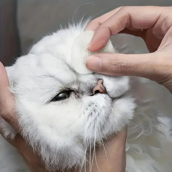 200 pièces lingettes de nettoyage des yeux pour animaux de compagnie