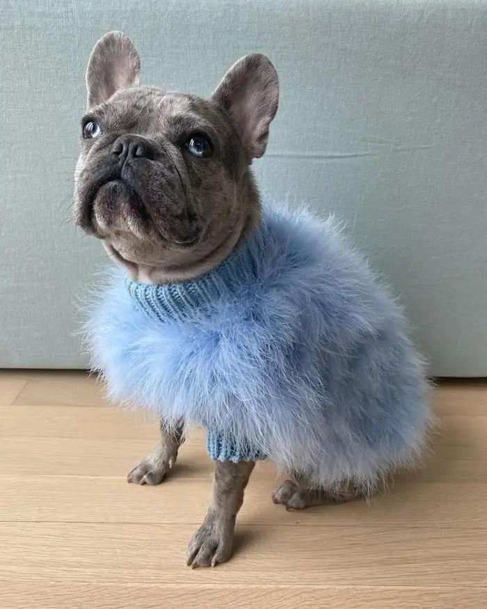 INS nouvelles dames européennes et américaines dinde cheveux automne et hiver chaud chien pull anima