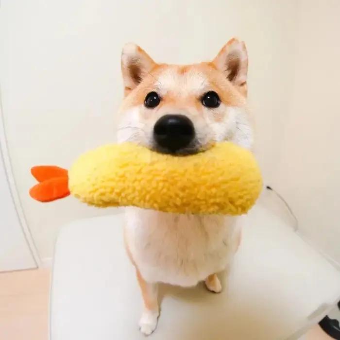 Jouet en peluche mignon pour animal de compagnie