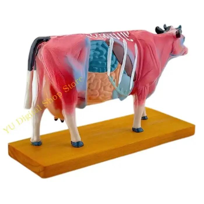 96ba Animal Anatomy Modèle bovins ANATOMIE MODÈLE MODÈLE ORGANS PROP