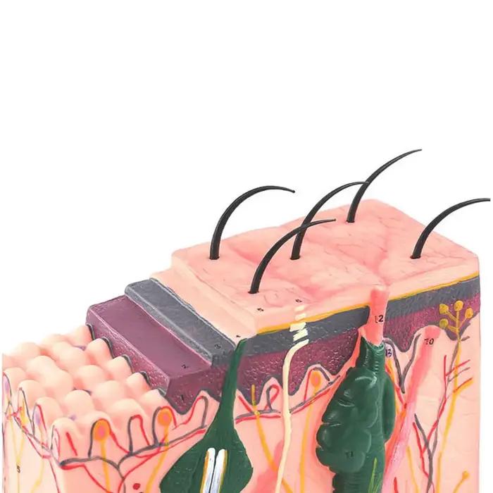 Modèle de peau, structure de peau et de cheveux, modèle d'agrandissement, modèle anatomique, anatomi