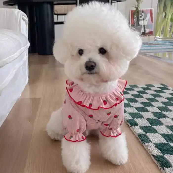 Vêtements d'été respirants pour petits chiens
