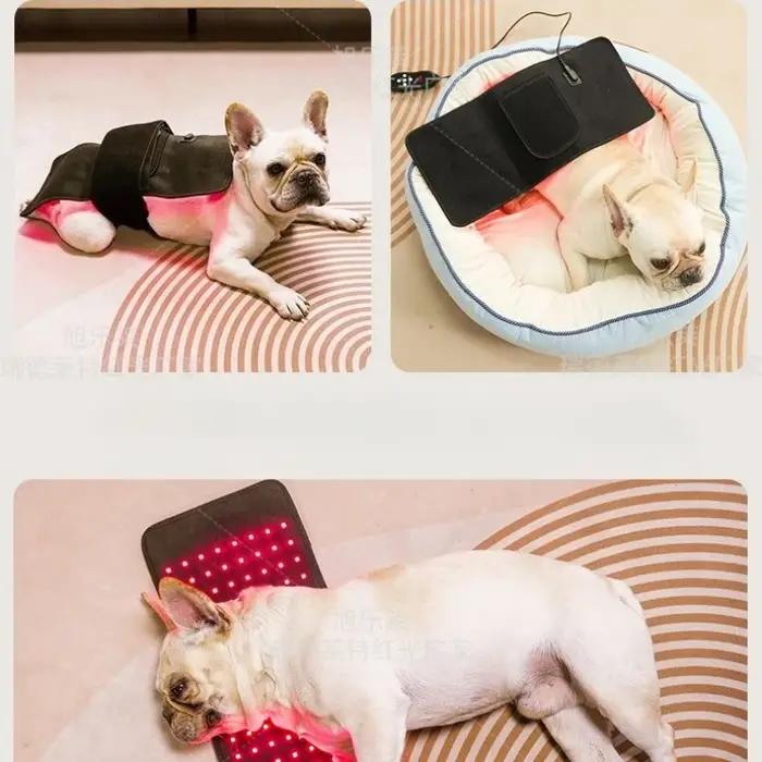 Équipement de physiothérapie de thérapie LED à lumière rouge à usage vétérinaire pour soulager la douleur des chiens de compagnie réduire la douleur