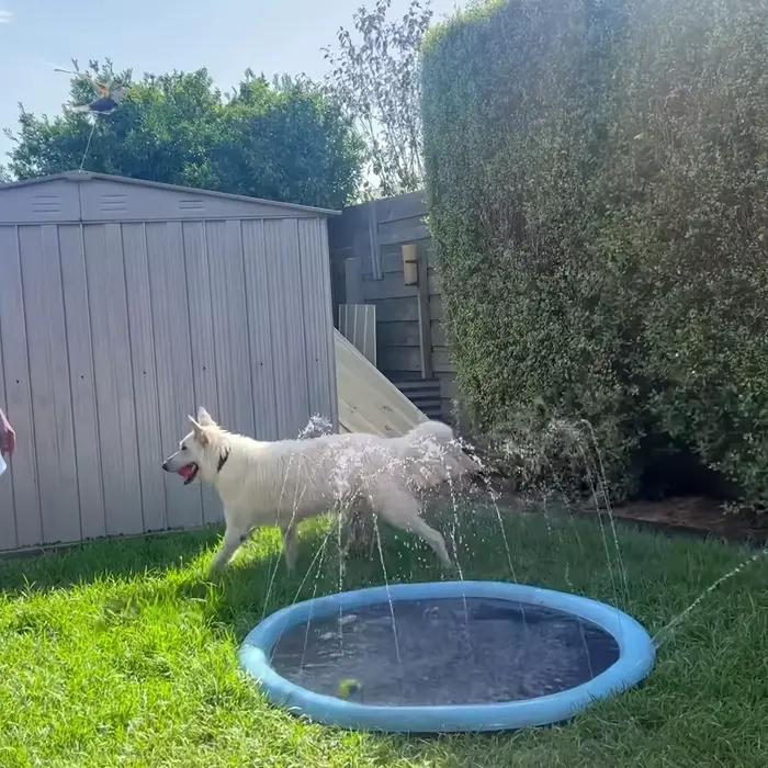Piscine Portable avec tampon anti-éclaboussures pour chiens