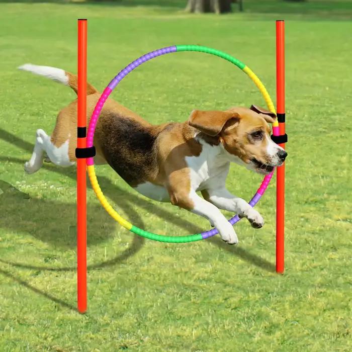 Équipement d'entraînement à l'agilité pour chien