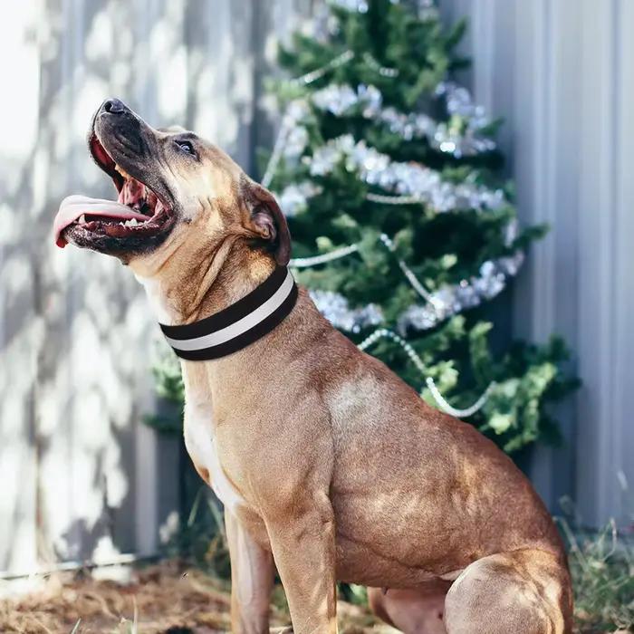 Collier pour chien réfléchissant de couleur unie
