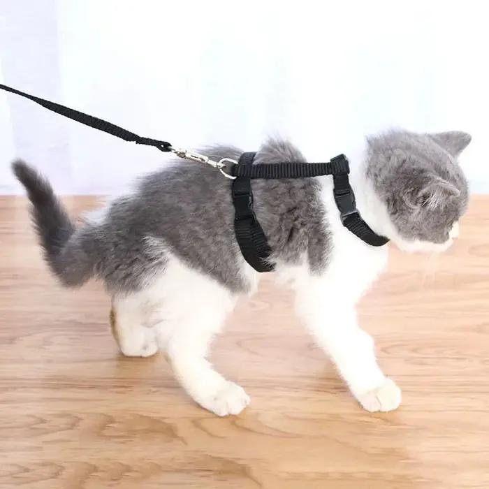 Ensemble harnais et laisse pour chat de compagnie