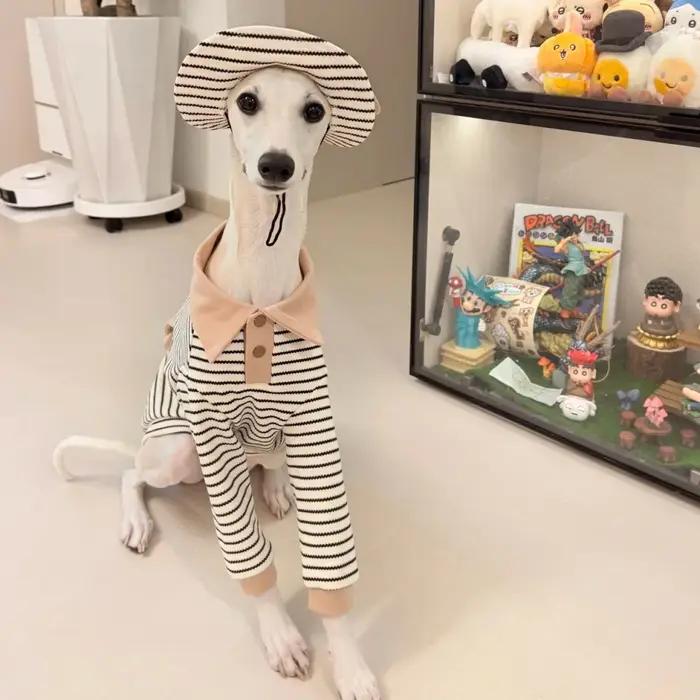 Ensemble de vêtements pour Whippet en coton kaki avec polo à rayures, chapeau et poche pour chien de chasse italien pour printemps et automne