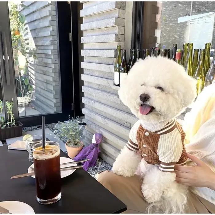 Veste de baseball en coton pour animaux de compagnie, style coréen, pour chiens et chats, élégante et chaude, idéale pour petites et moyennes tailles, accessoire de mode pour chiots