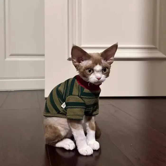 Adorable gilet rayé vert pour petits chiens et chats