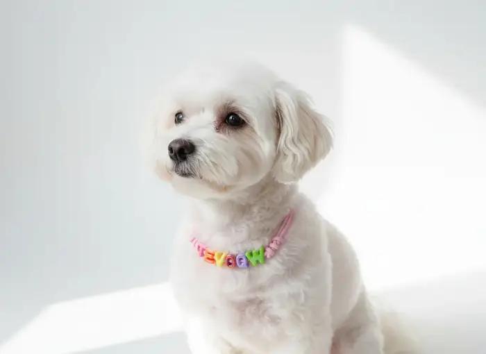 Collier personnalisé avec le nom de votre animal pour chiens, collier pour animaux de compagnie et collier pour chats