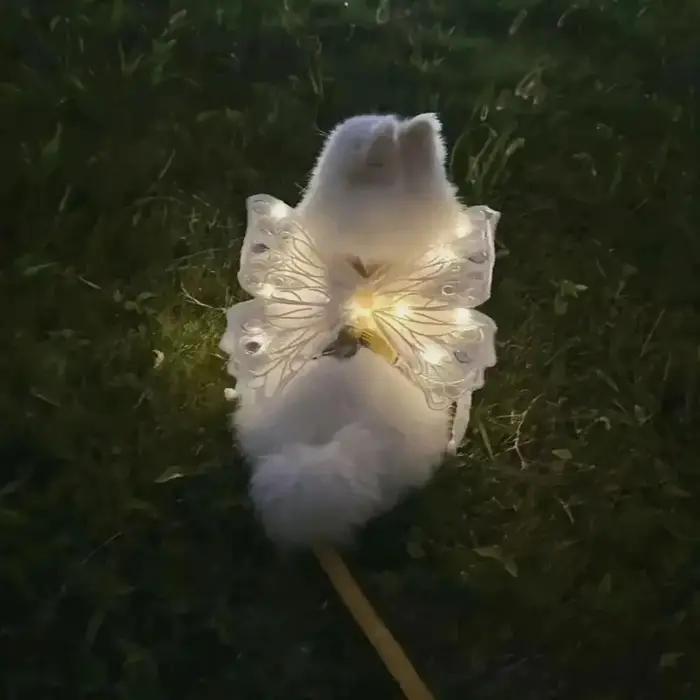 Ailes de chien papillon brillant