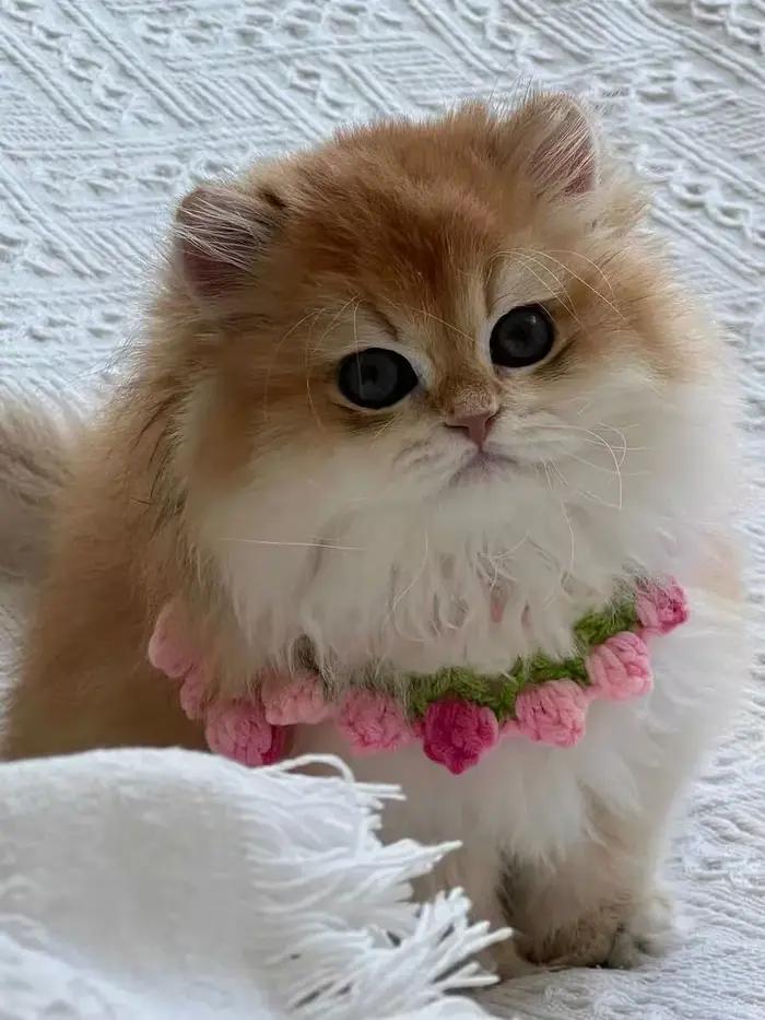 Collier tricoté à la main pour chat élégant et confortable pour les promenades et les occasions spéciales