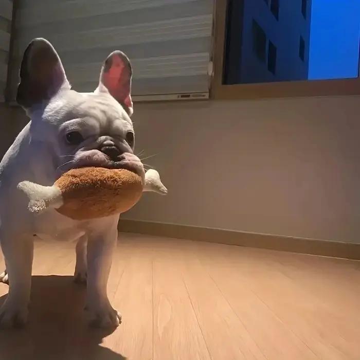 Jouet en peluche grinçant pour animaux de compagnie