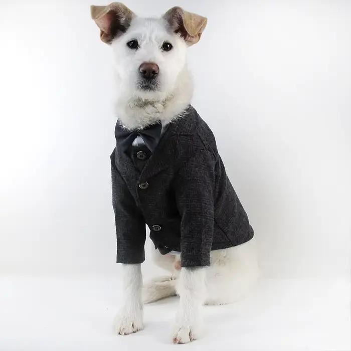 Manteau pour chien taureau français