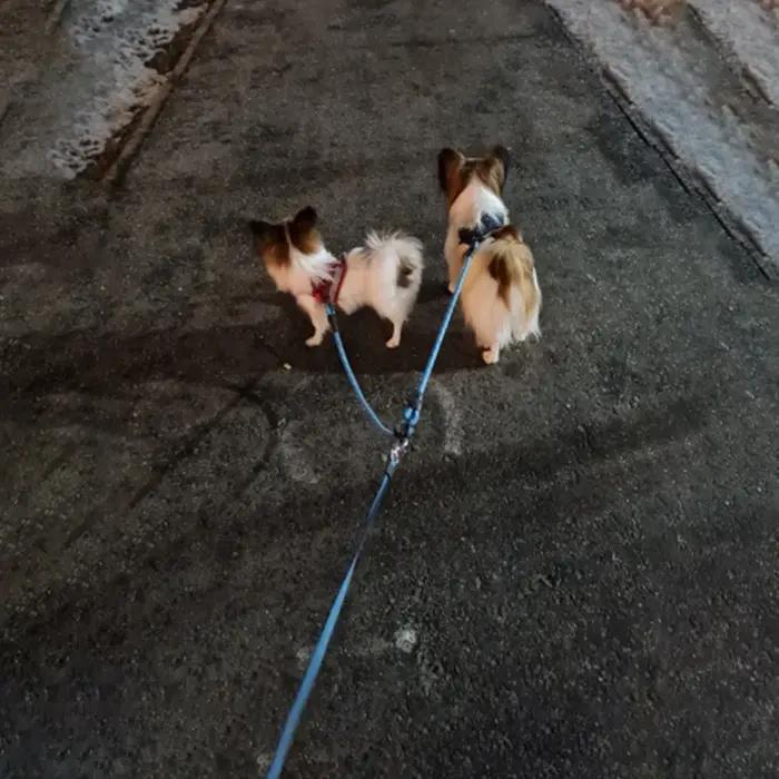 Laisse double réfléchissante pour deux chiens, en nylon, pour promener et dresser les chiots, chiens de petite, moyenne et grande taille.