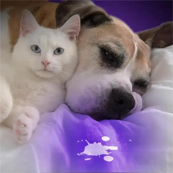 Lampe de poche UV de détection d'urine pour animaux de compagnie