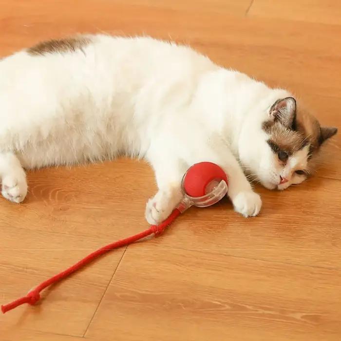 Entraînement pour chiens et chats pour imiter les rats