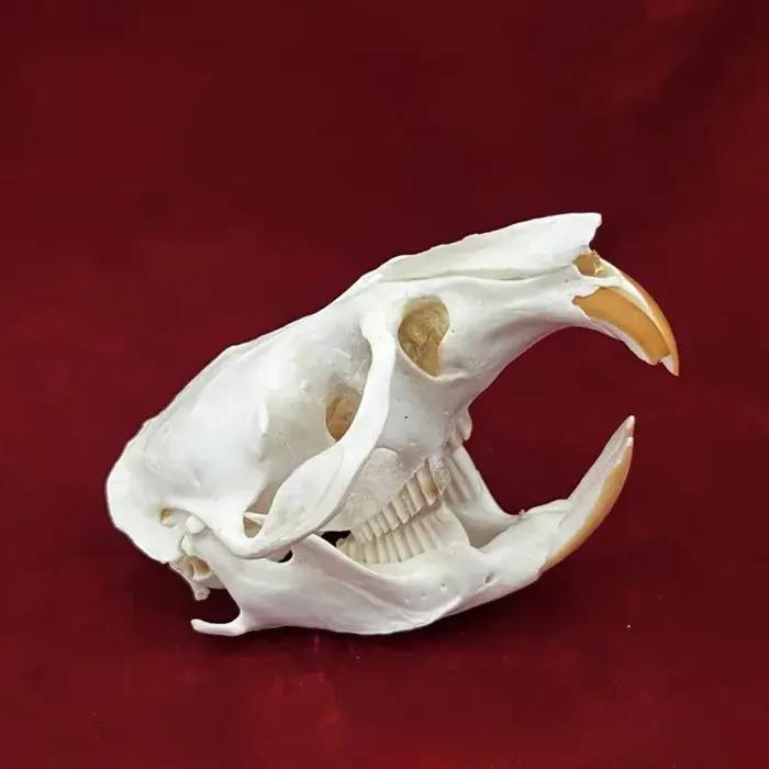 Crocodiles de taxidermie animale