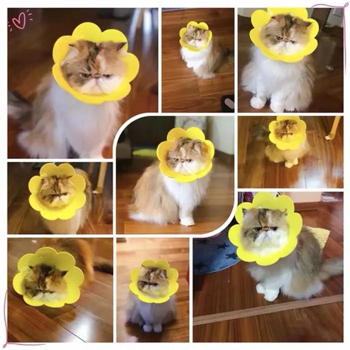 Collier de protection mignon pour chats avec dentelle et lumières pour animaux de compagnie confortables et élégants pour chaque sortie