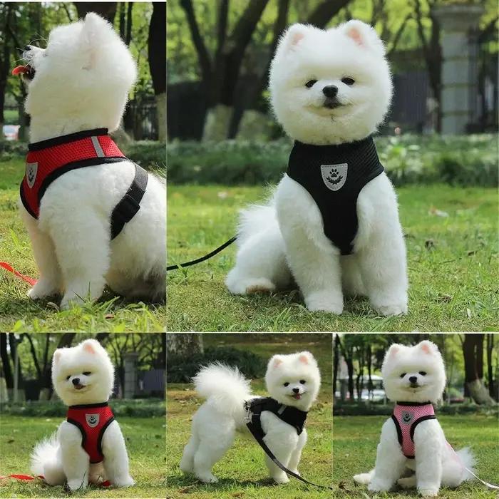 Harnais et laisse pour petit chien et chat en maille respirante, harnais pour chaton, petit chien, chiot, bouledogue français, Chihuahua, carlin