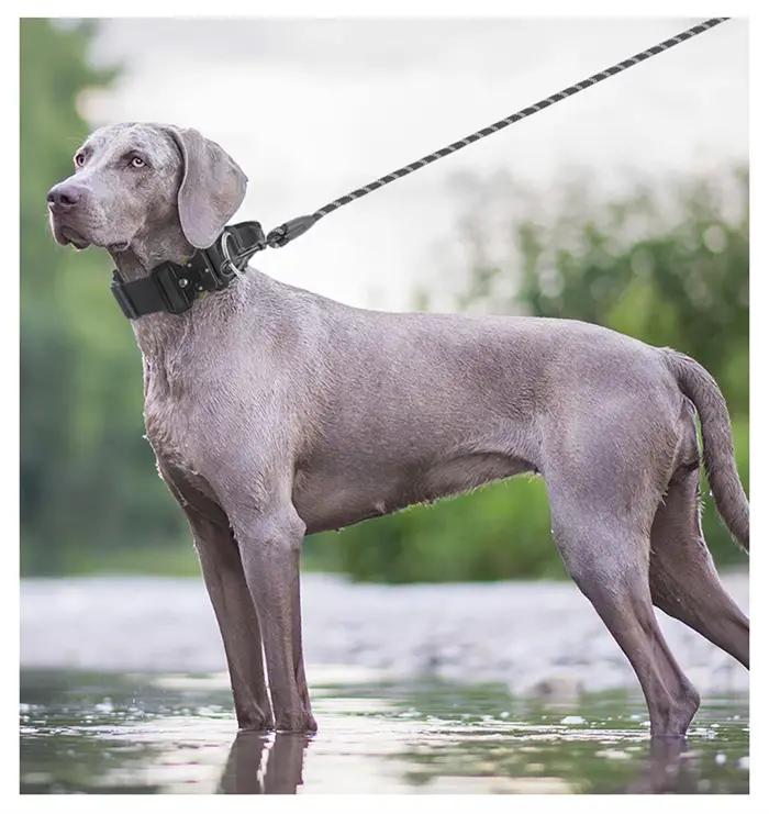 Collier tactique pour chiens de taille moyenne à grande taille
