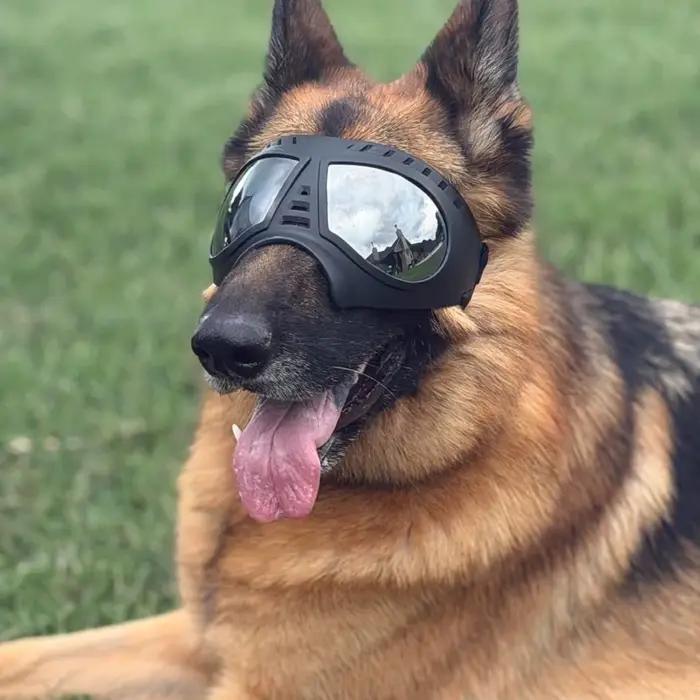 Lunettes pour animaux de compagnie de taille moyenne à grande