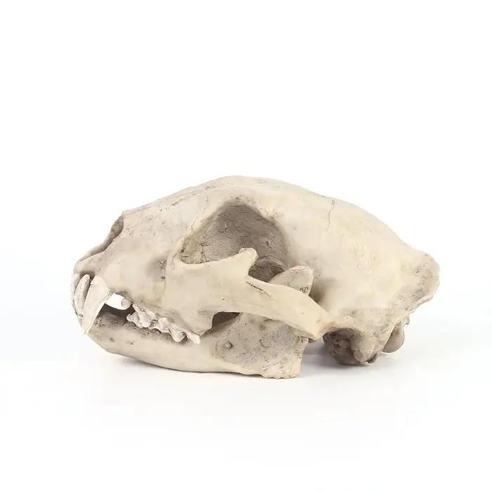 Modèle de crâne d'animal en résine