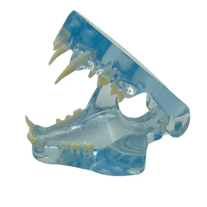 Dents de chien et de chat claires, modèle anatomique, mâchoire orale d'animal dentaire pour l'éducat