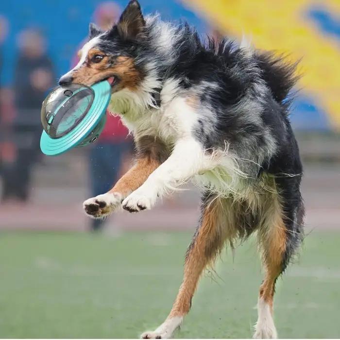 Distributeur interactif de friandises pour chiens