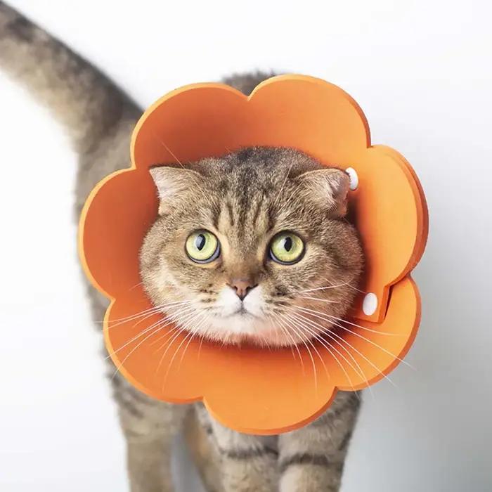 Collier de protection mignon pour chats avec dentelle et lumières pour animaux de compagnie confortables et élégants pour chaque sortie