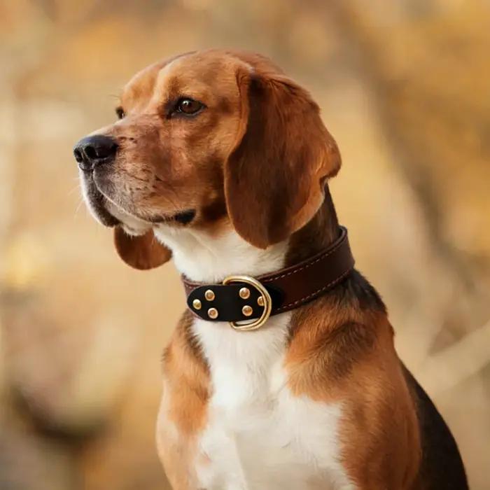 Collier pour chien en cuir véritable de première qualité