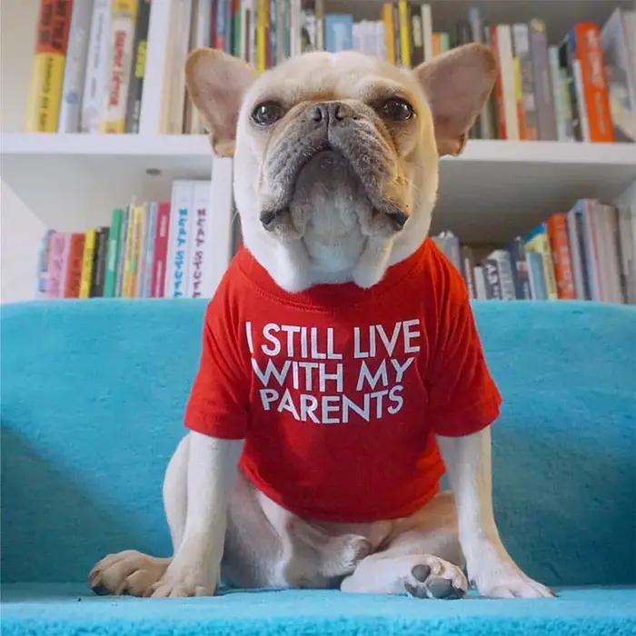 Chemise bouledogue français avec lettres imprimées