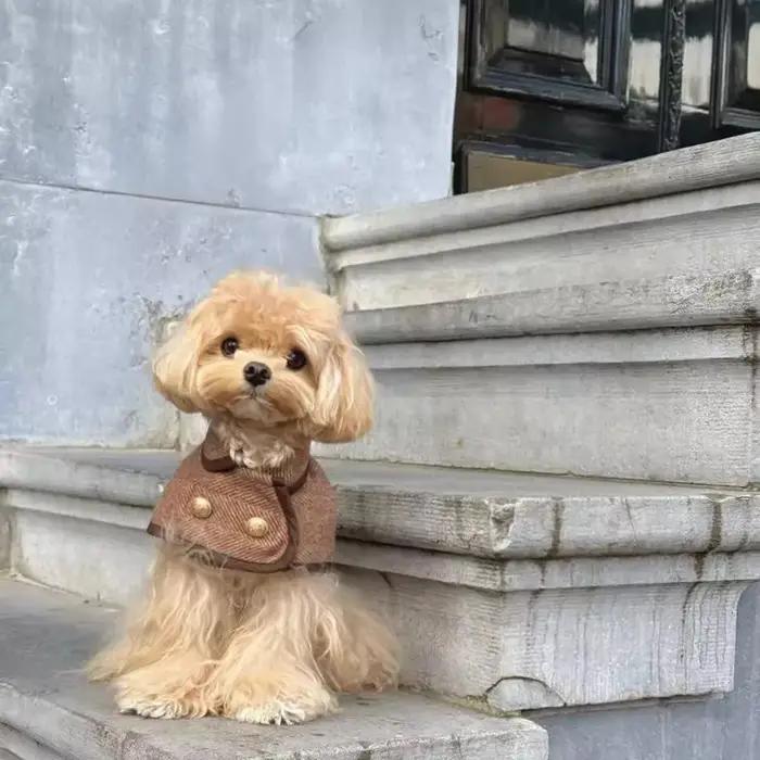 Manteau pour animaux de compagnie marron de style britannique à la mode avec tissu en laine - Vêtements pour chiens