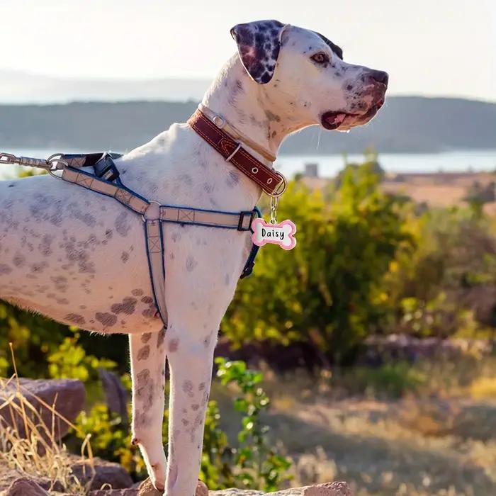 Étiquettes d'identification de chien personnalisées pour animaux de compagnie