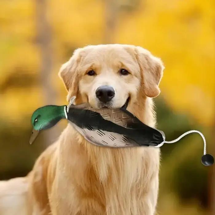 Leurre de simulation de canard colvert pour l'entraînement des chiens